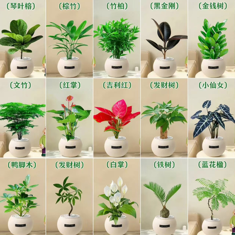 小型绿植