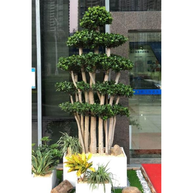 大型绿植