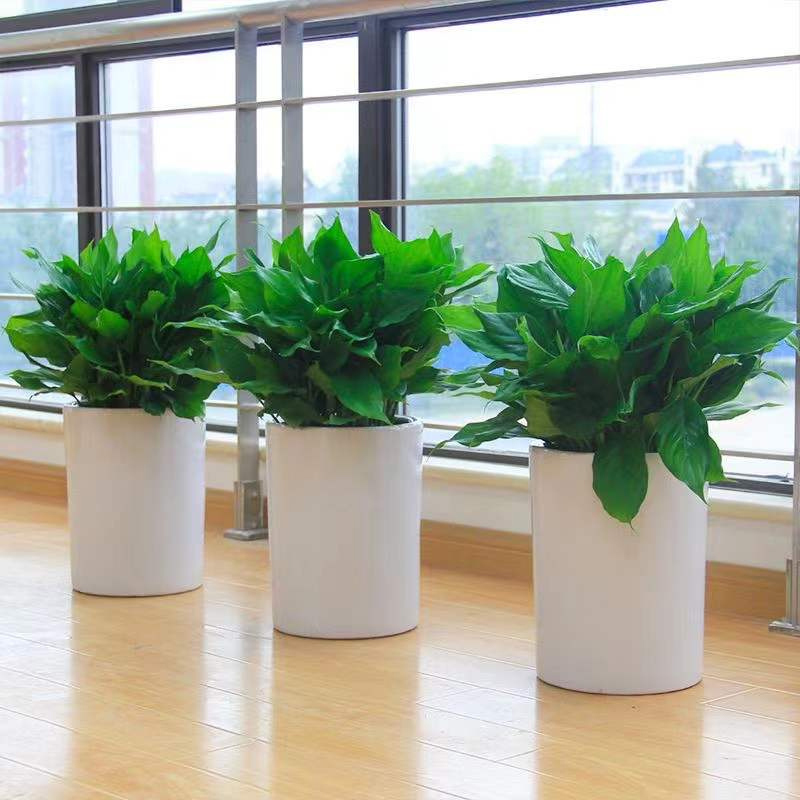 中型植物