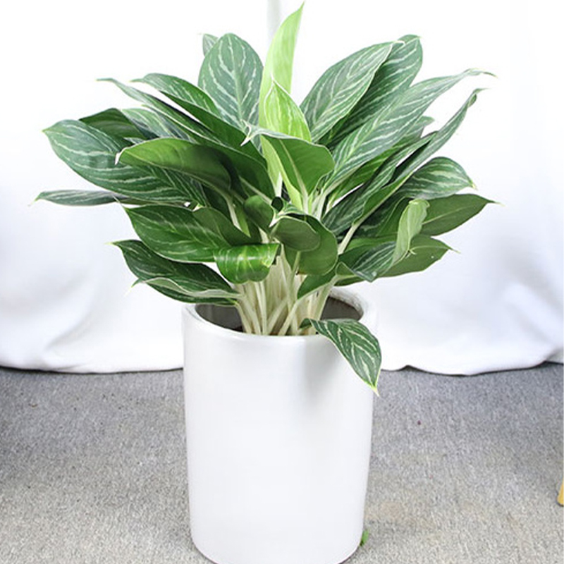 中型植物