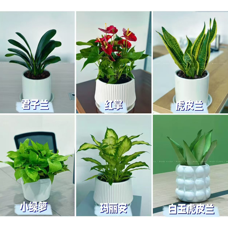 小型绿植