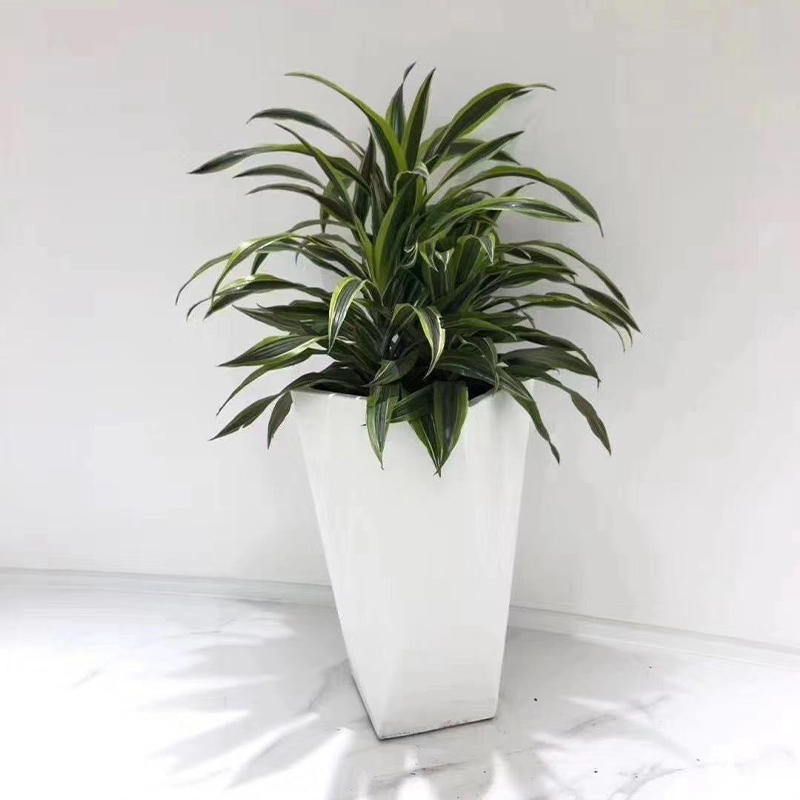 中型植物