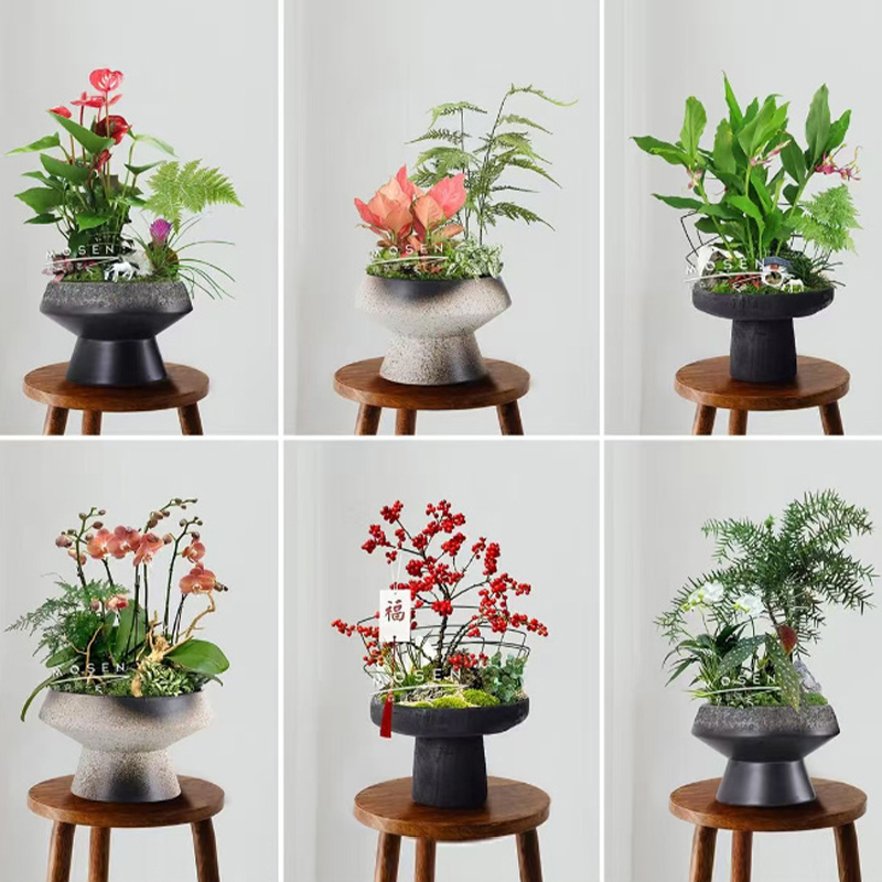 盆景组合类