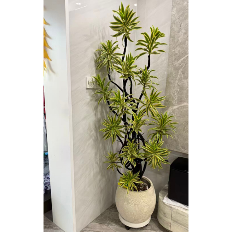 大型绿植