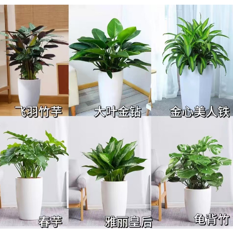 中型植物