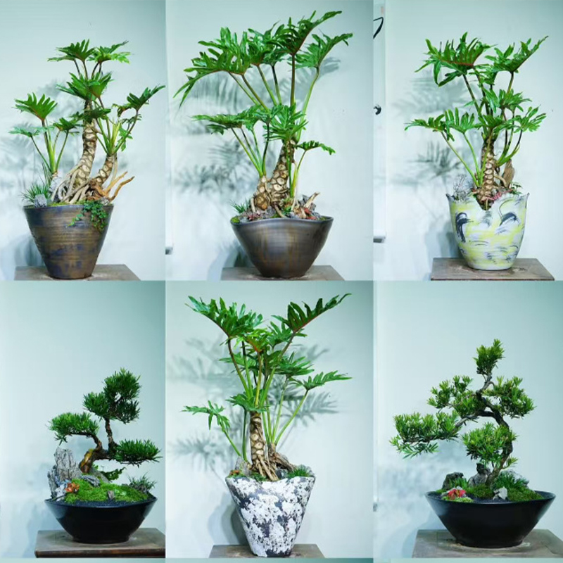 盆景组合类