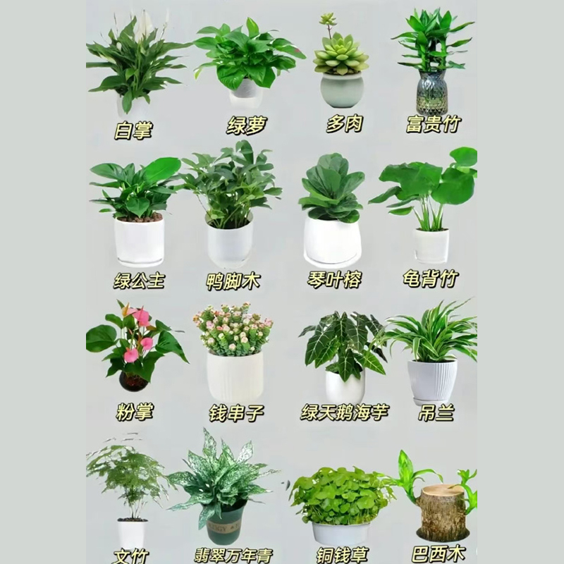 小型绿植
