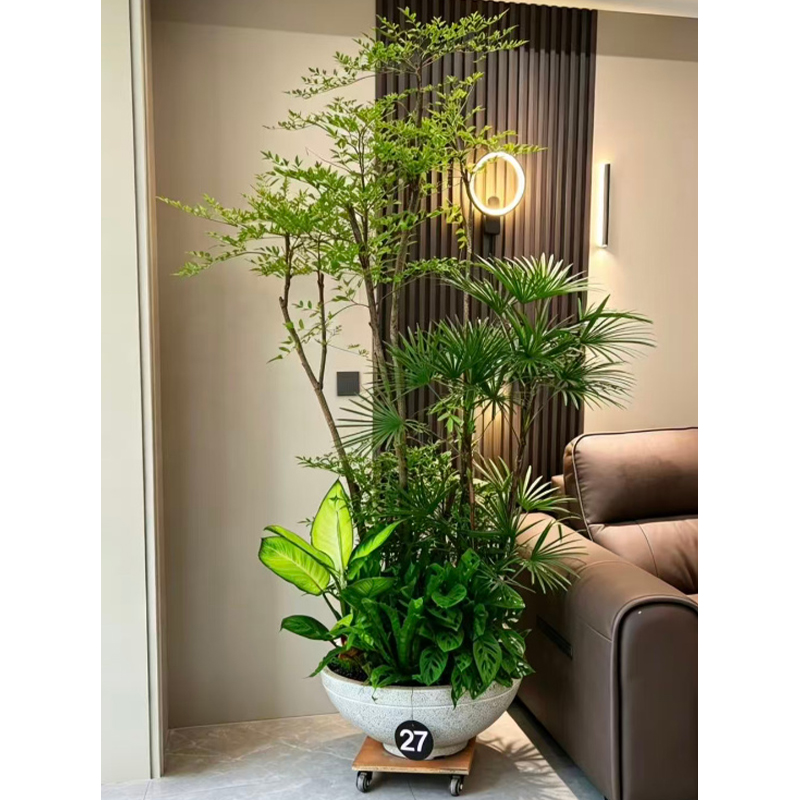 大型绿植