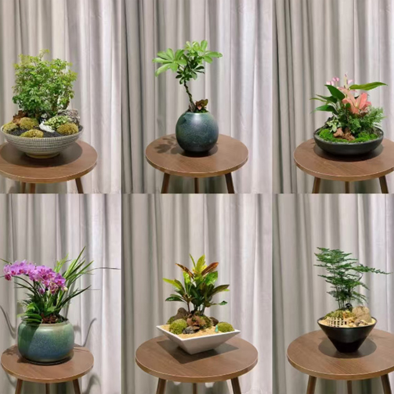 盆景组合类