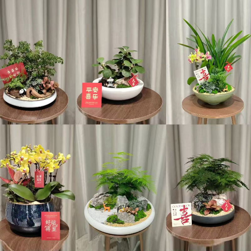 盆景组合类